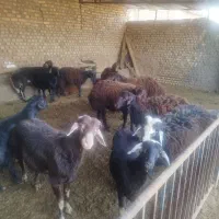 بره پرواری چاق|حیوانات مزرعه|میان جلگه, |دیوار