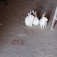 خرگوش سفید بالغ