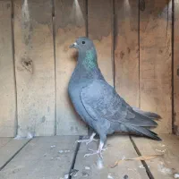 دمگیر نمونه