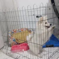 پامر روباهی اصل،معاوضه با ست وسایل کمپینگ