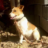 پاکوتا ماده ۶ماهه|سگ|آق قلا, |دیوار