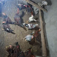 فروش مرغ و خروس لاری|حیوانات مزرعه|سردشت, |دیوار