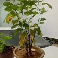 گلهای طبیعی|گل و گیاه طبیعی|ارومیه, |دیوار