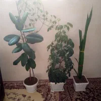 گل های آپارتمانی|گل و گیاه طبیعی|سردشت, |دیوار