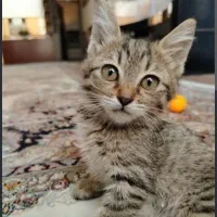 واگذاری گربه ماده نژاد dsh
