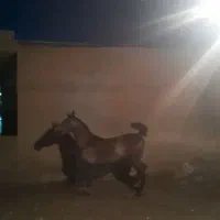 کره مادیان درجه یک|اسب و تجهیزات اسبسواری|بهبهان, |دیوار