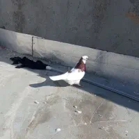 طوقی|پرنده|سبزوار, رباط|دیوار