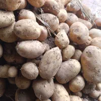 سیب جلی مدل 400وارداتی زرد قناری بدون خرابی