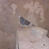 ۴تا کفتر جنگنده|پرنده|اسفراین, |دیوار