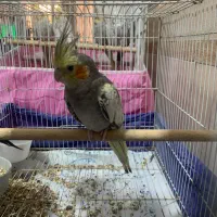 عروس هلندی سخنگو