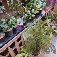 قرص کود ارگانیک|گل و گیاه طبیعی|تهران, ایوانک|دیوار