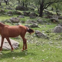 حیوان|اسب و تجهیزات اسب‌سواری|اهواز, چهارصد دستگاه|دیوار