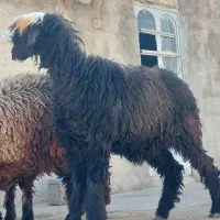 فروش ۴ راس شیشک میش داشتی و ۱ بره قوچ|حیوانات مزرعه|فیروزآباد (فارس), |دیوار