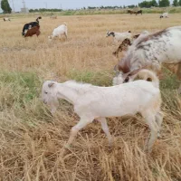 کهره نر برا عید قربان با قصابی رایگان