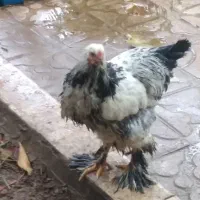 برهما|حیوانات مزرعه|شیراز, دشت چنار|دیوار