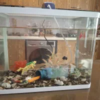 آکواریوم سالم به همراه تمام لوازم|ماهی|تهران, توحید|دیوار