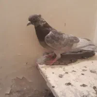 دوتا صدادار دوتا کاشانی|پرنده|مسجد سلیمان, |دیوار