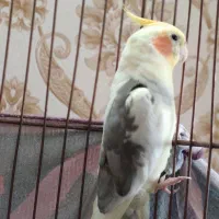 باسلام دوعدد عروس هلندی خوب وسرحال دارم