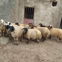 میش سنجابی|حیوانات مزرعه|زنده رود, |دیوار