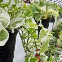 فروشی|گل و گیاه طبیعی|ماسال, |دیوار