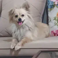 یک قلاده سگ پامرین اشپیتز