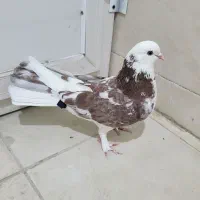 دم قاشقی اصفهانی