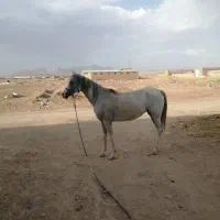 کره نر ارسان نره ومادر کره ایلگز|اسب و تجهیزات اسب‌سواری|یزد, |دیوار