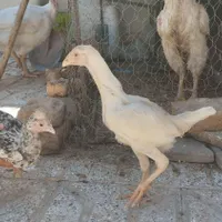 پیدا شده تخم مرغ لاری