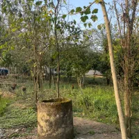 425متر-کامل-مسکونی-بر-آسفالت-سند-تک-برگ-جنگلی