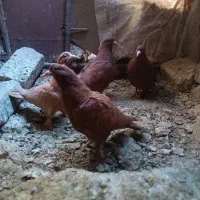 زردو گلی جوجه