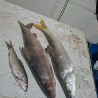 چندکیلوماهی ریزه ۹۰