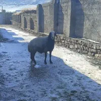 قوچ شال|حیوانات مزرعه|کوزران, |دیوار