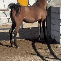 اسب