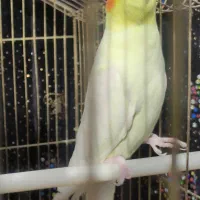 عروس هلندی معاوضه