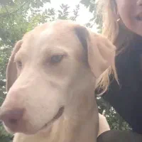 گمشده|حیوانات|لاهیجان, لیل|دیوار