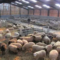 شراکت در احداث دامداری