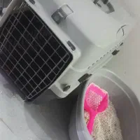 گربه خانگی|گربه|مشهد, فدک|دیوار