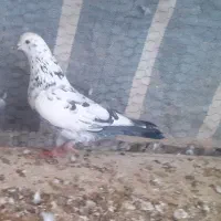 جفت سوسکی|پرنده|ماکو, |دیوار