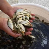 بچه ماهی|ماهی|لنگرود, |دیوار