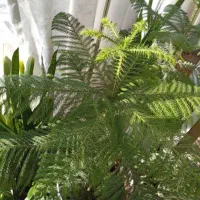 کاج مطبق و شفلرا