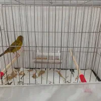 قناری نر مست بخون و ماده