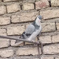 کبوتر نر|پرنده|اصفهان, گورتان|دیوار