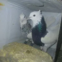 کبوتر طوقی عطیقه|پرنده|فارسان, |دیوار