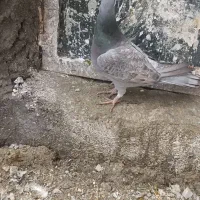 کبوتر پلاکی|پرنده|کوار, |دیوار