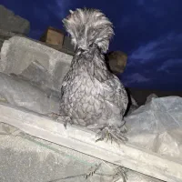 یک عددمرغ لاری ویک عددمرغ سلطان بفروش میرسد|حیوانات مزرعه|محمدشهر, یزدیها|دیوار