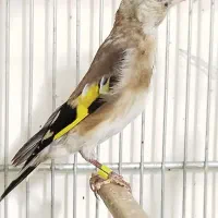 سهره