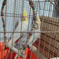 عروس هلندی نر و ماده