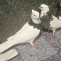 هفت عددکبوترطوقی بفروش میرسند|پرنده|چابهار, |دیوار