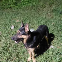 واگذاری سگ ژرمن