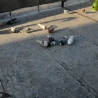 کفتر پرشی نر ماده